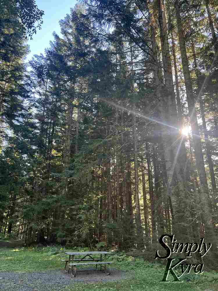 Image shows a small little picnic table surrounded with tall trees with the sun shining through.