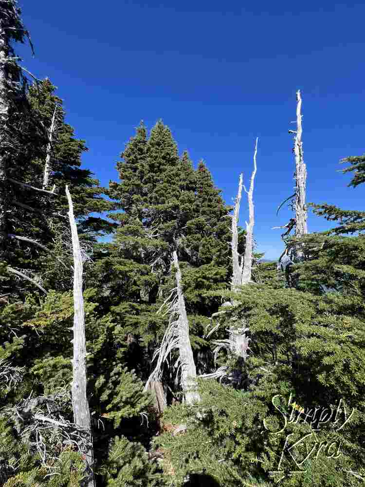 The trees along the ridgeline.