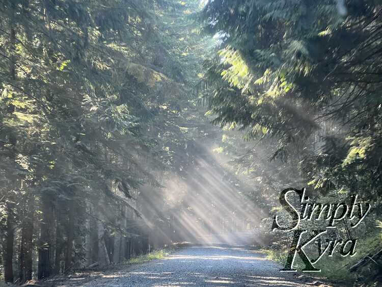 Image shows a gravel road surrounded by tall trees. There's white beams of line coming down diagonally from the upper left side to the right. 