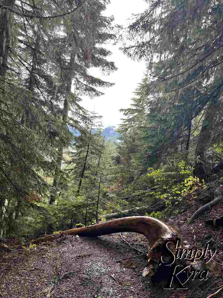 Image shows a smooth wet log on the patch with trees in the midground with the snow capped mountains in the background.