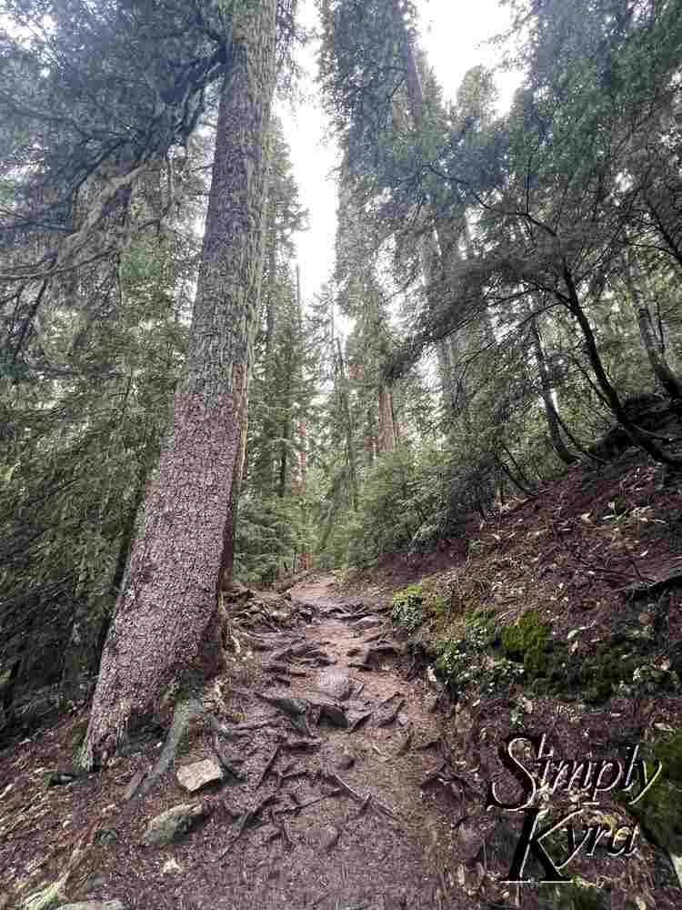 A root strewn path through the trees.