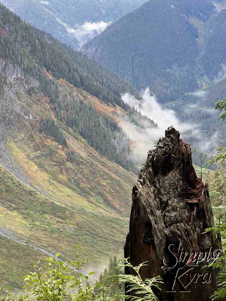 Closeup of the previous broken log with some branches below and to the right. The mountains and fog in the background make a sort of watercolor background. 