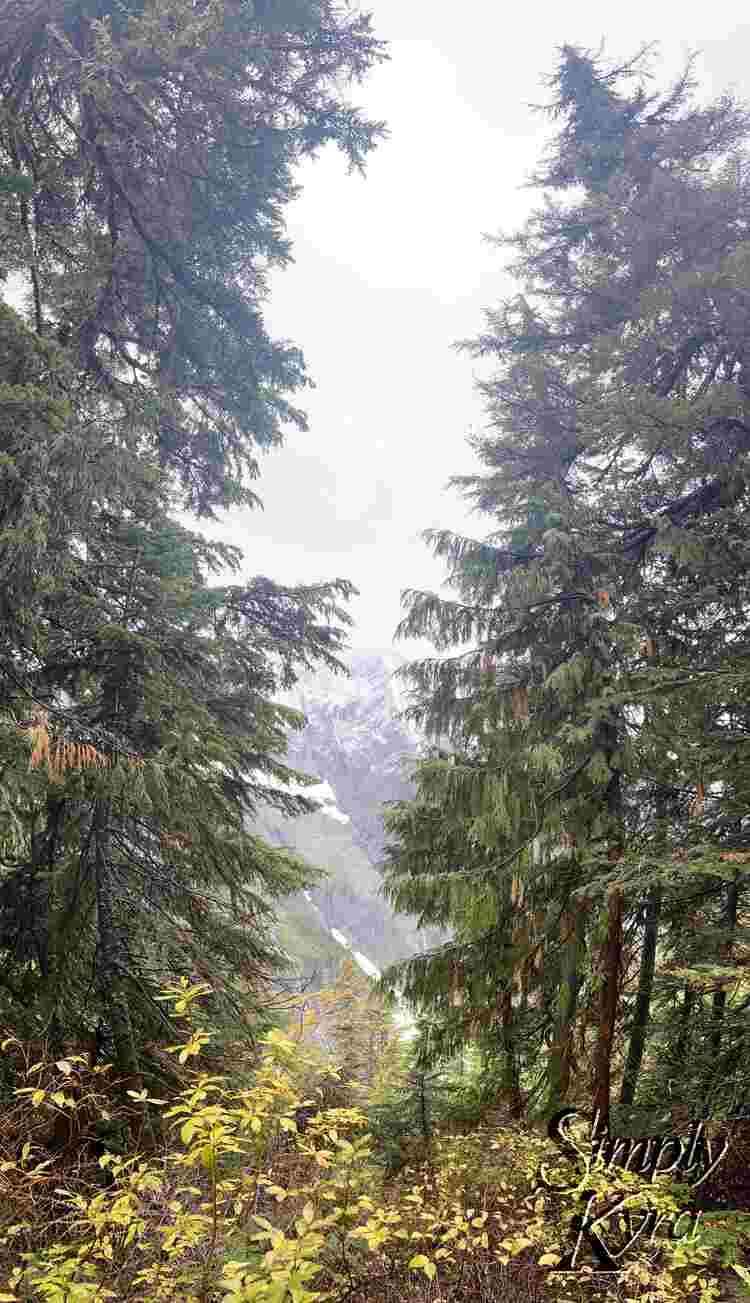 Vertical panorama showing the height of the trees. They're in the right and left of the image with smaller bushes at the bottom and the snow capped mountain faded but showing in the center gap.
