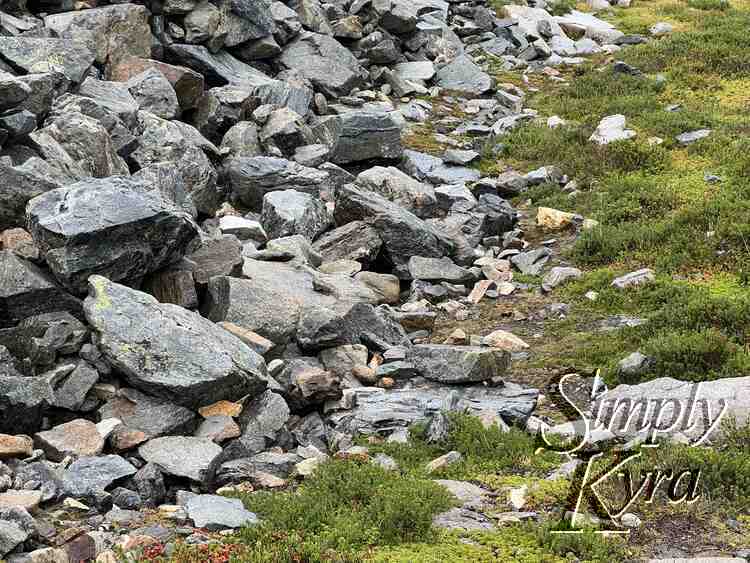 The bottom of the rocks (talus) field lays to the left with the grass to the right. Unseen are the American pikas hiding behind the rocks. 