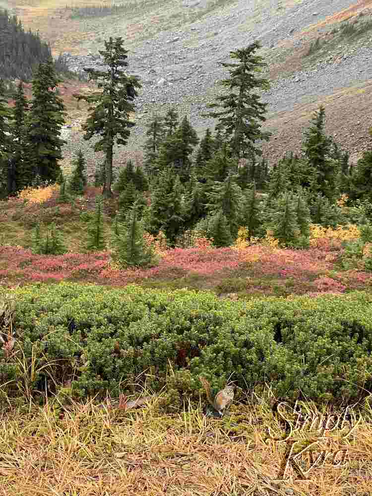 Vertical image with yellow grass in the front, a single chipmunk, green bushes, red plants, small trees, a few large trees, and fields of rock and grass in the background.