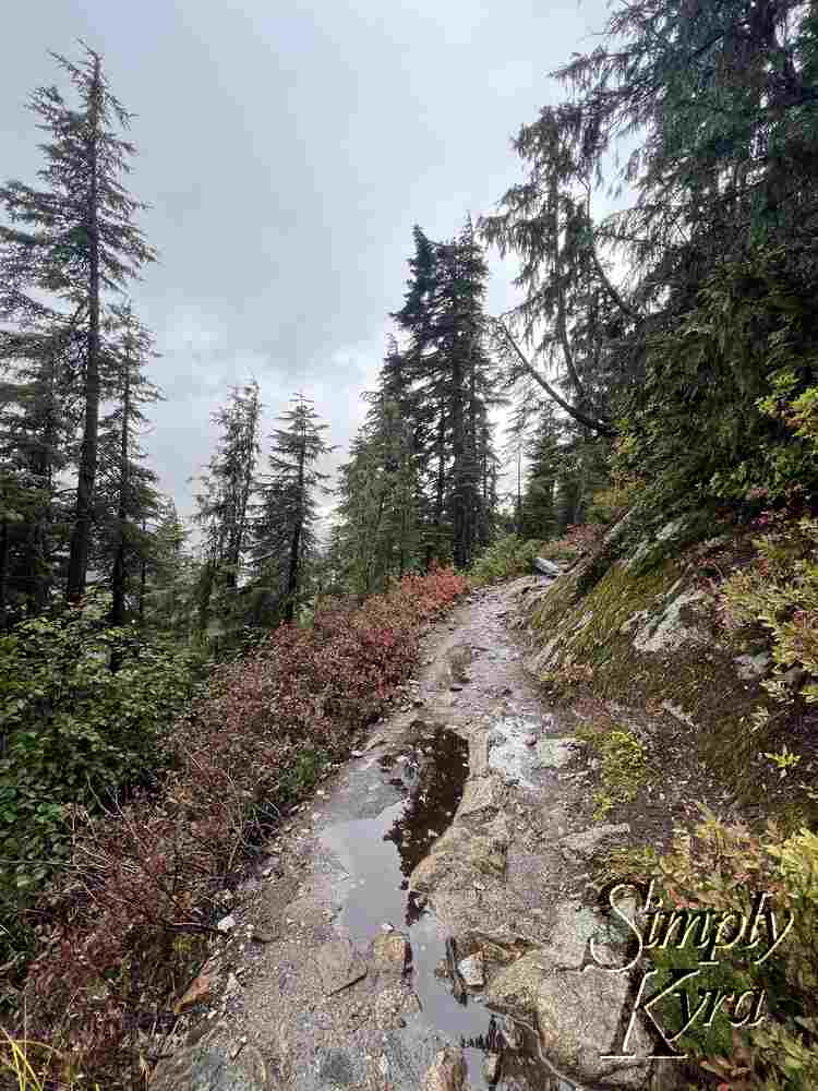 The puddles in the dirt and rock path reflect the trees surrounding it and contrast with the foliage while matching the grey skies. 