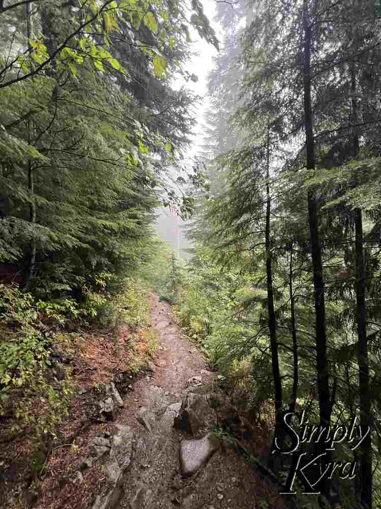 The tall image highlights the tall trees surrounding the rocky path cutting through it. The fog hides the background from view. 