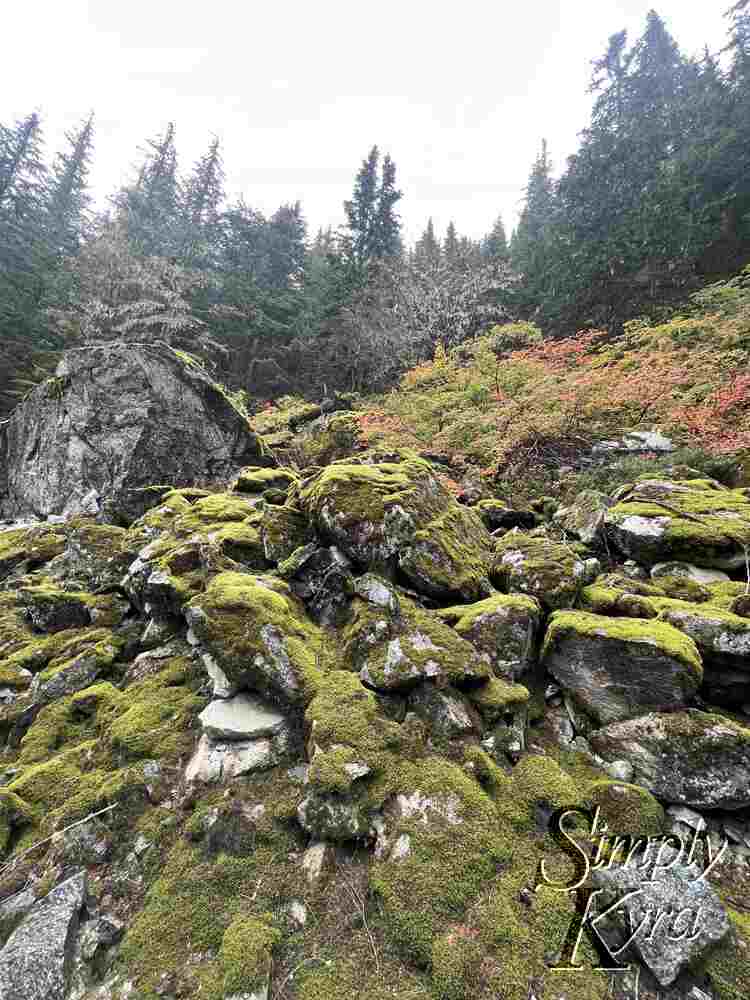 A pile of moss coated rocks with the green and red trees in the background.