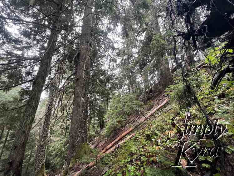 Image shows a steep hill going up to the right with assorted trees. 