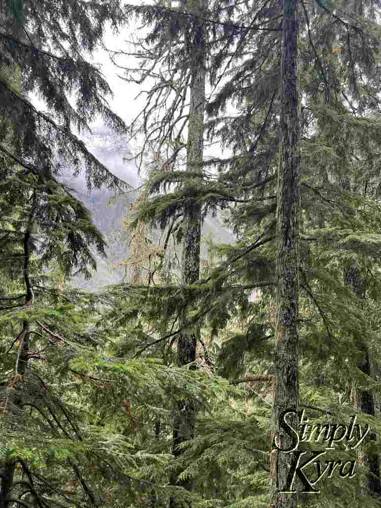 Vertical image shows several trees stretching from below to above the image with the mountain in the background.