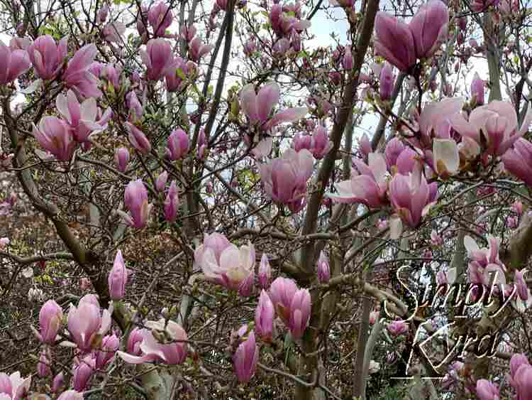 Tree with large white and purple blooms.