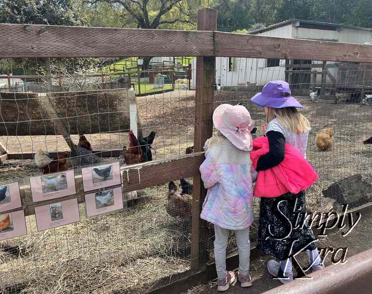 Kids looking at the chickens.