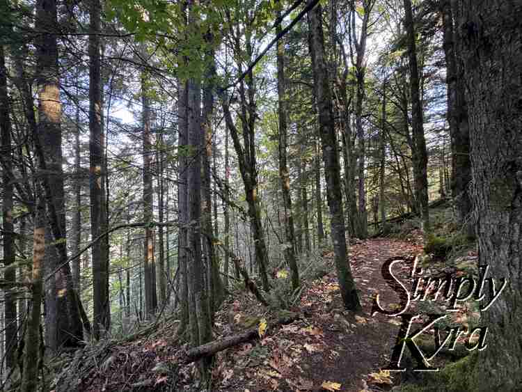 Image shows a dirt path through trees.