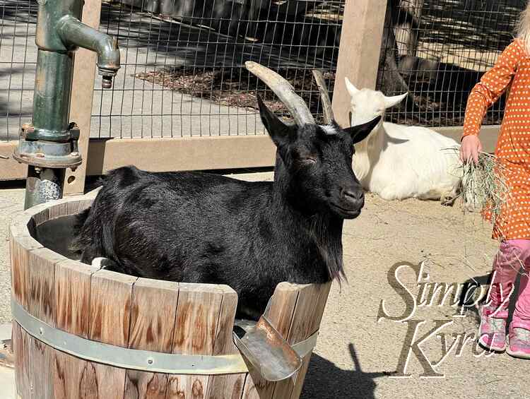 Image shows a goat resting in an empty water barrel while another one rests in the back. Zoey approaches with grass. 