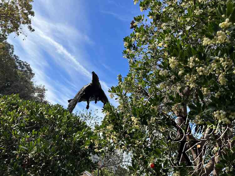 The bird statue appears to fly between the plants blocking it's base.