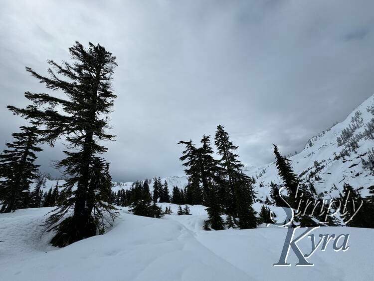 Snowy hill with trees in the foreground, trees in the middle range, and a mountain slope rising on the right the background.