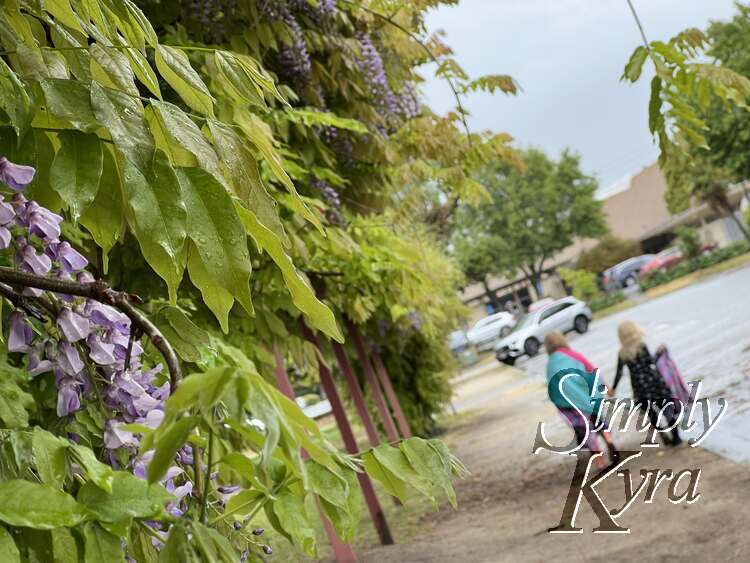 Image is a closeup of the lavender blooms from the trellis lining the pathway. Blurred in the background are the girls walking hand in hand in front of a mainly empty parking lot. 