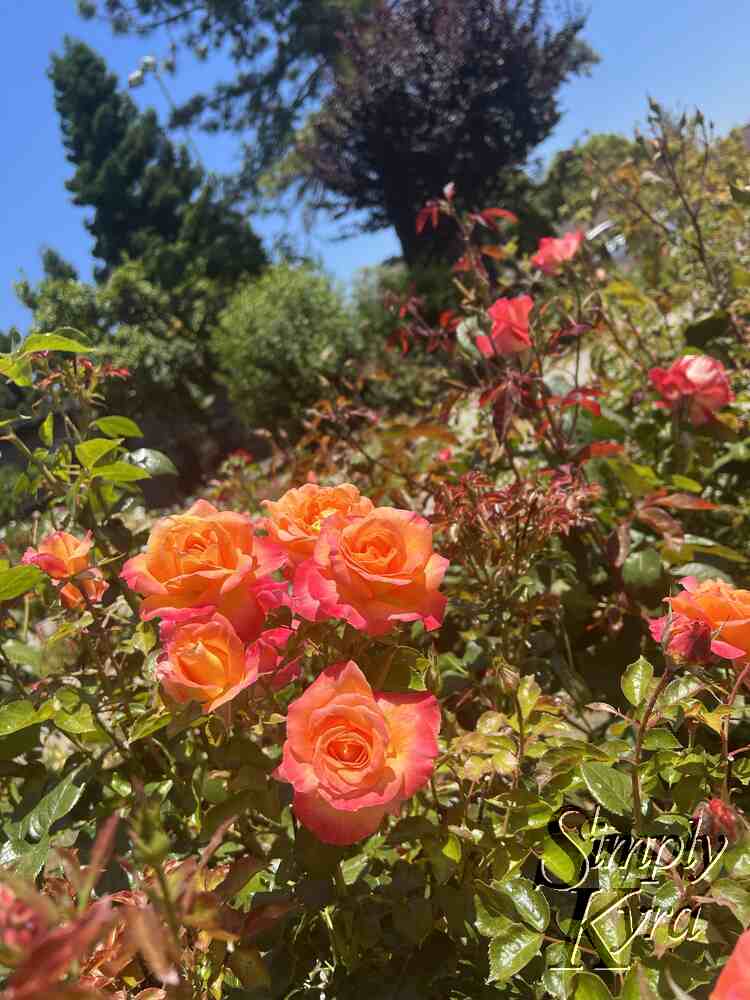 Image is a closeup of pink and orange blooms with pinker ones behind.