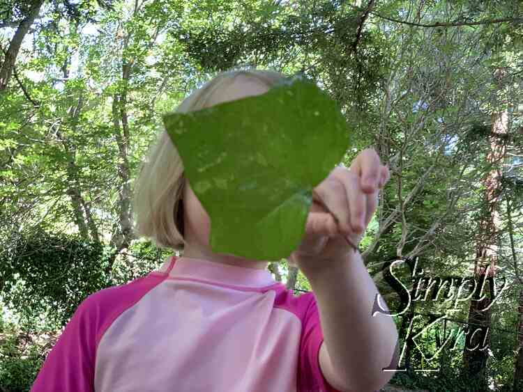 Ada holding up a leaf to get a photo of it. You can see her top and all the trees behind her.