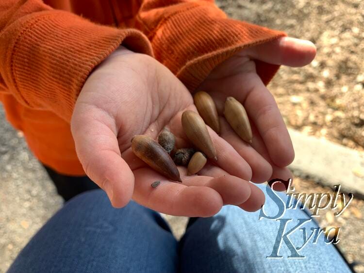 Image shows Zoeys hands together cupping the seeds.