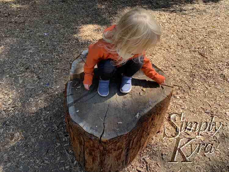 Image shows Zoey crouched on a stump looking down.