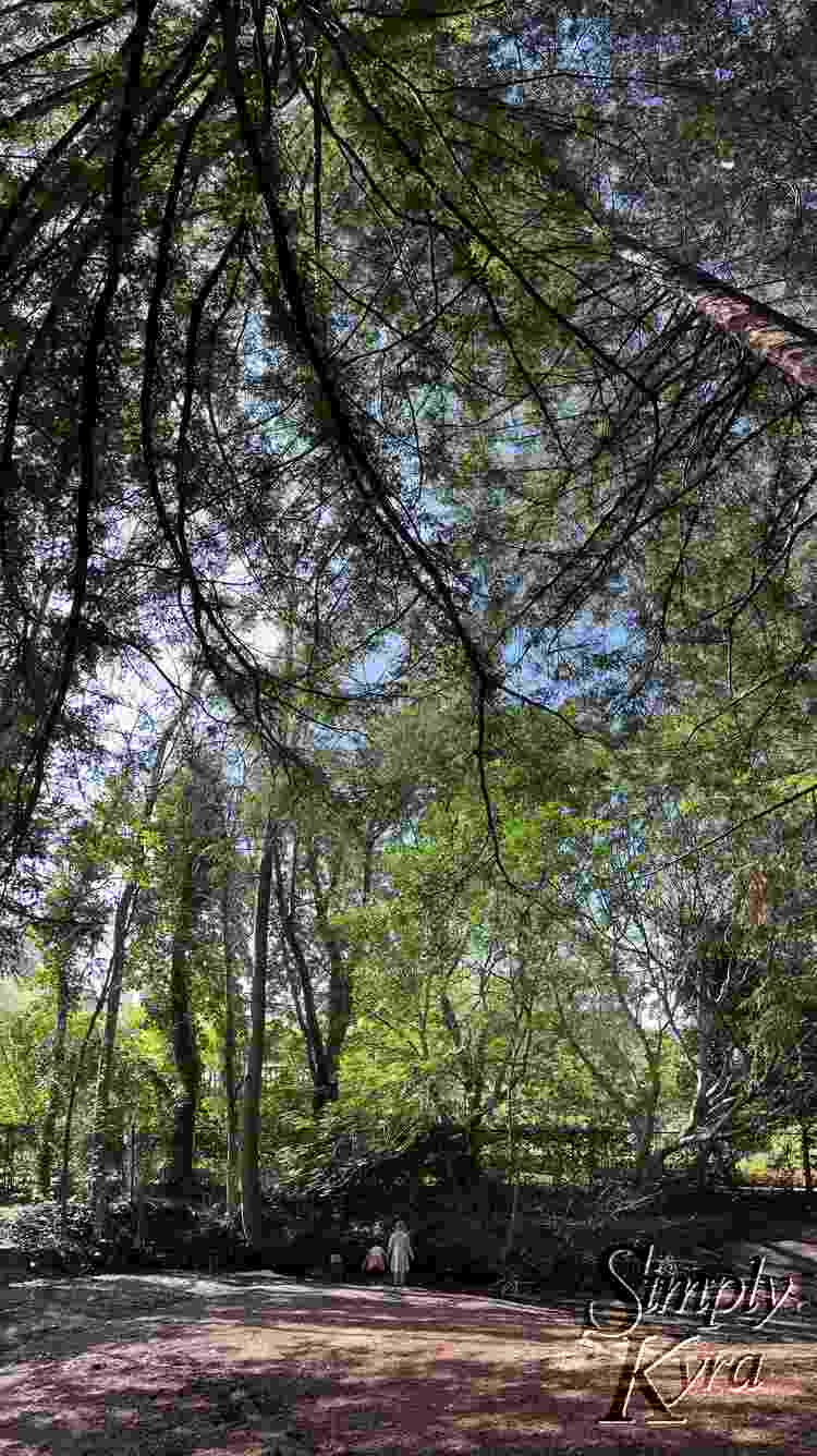 Image shows the girls small by the creek surrounded by towering trees.