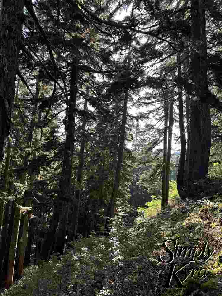 Light through the trees.