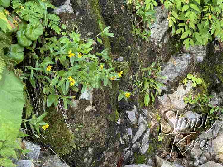 Moss and flowers on a rock.