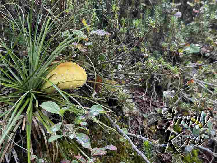 Mushroom of some type?