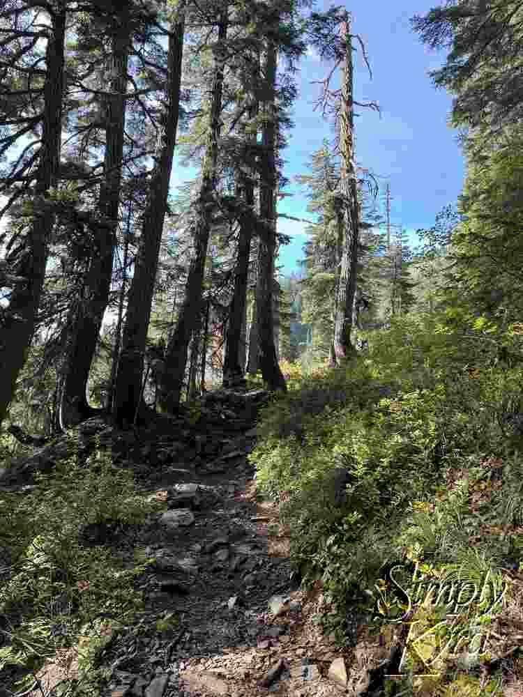 Rocky dirt trail amongst the trees.