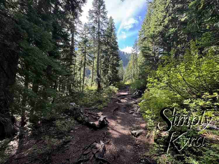 The trail was smooth with roots.