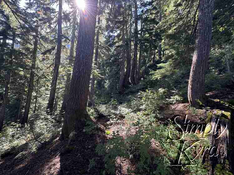 Sunbeams in the trees.