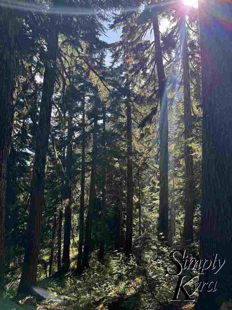 Sunbeams through the tall trees.