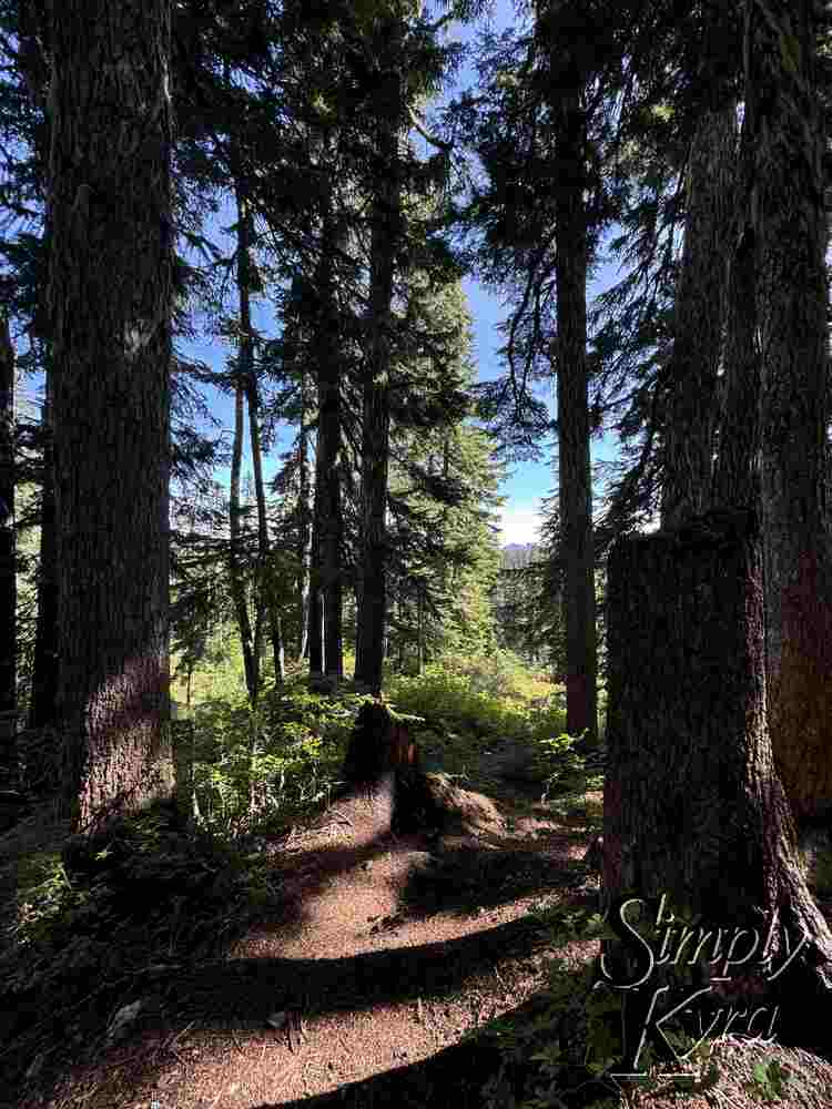 The shaded and sun hewed path.