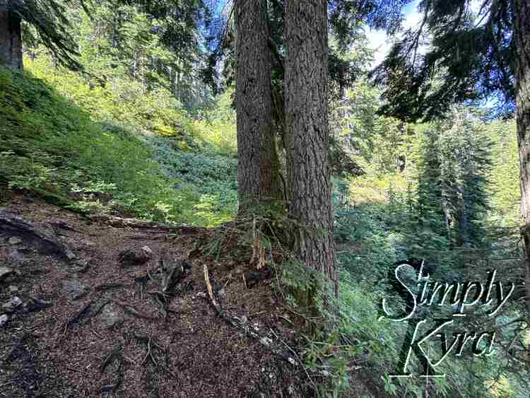 The root system in the trees.