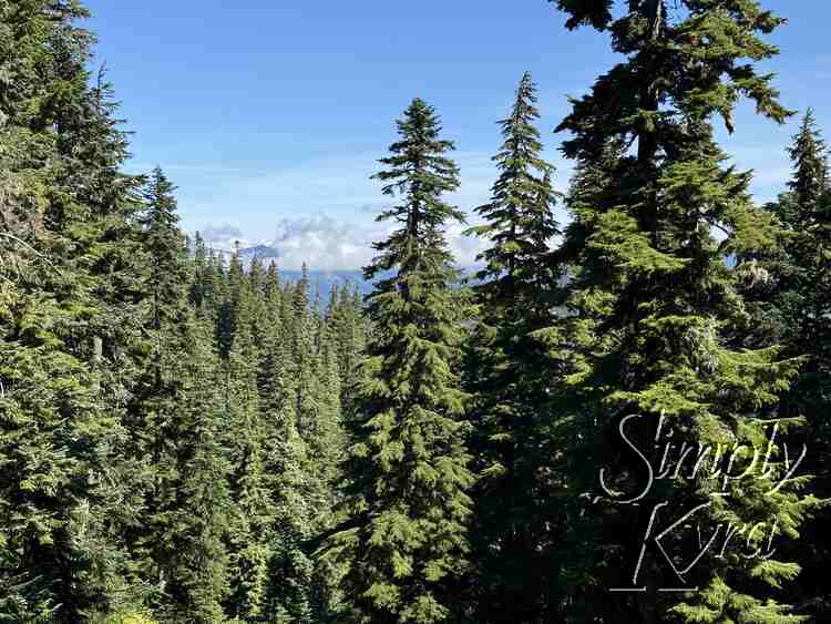 Trees against the sky.