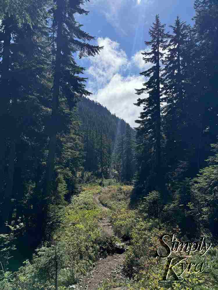 The trail weaving under the sunbeams.