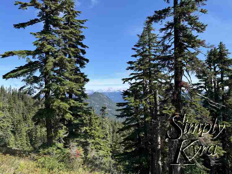 Trees and sun and sky.