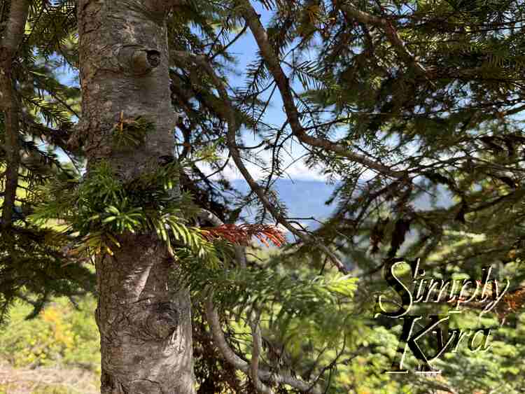 A spot of red in the trees.