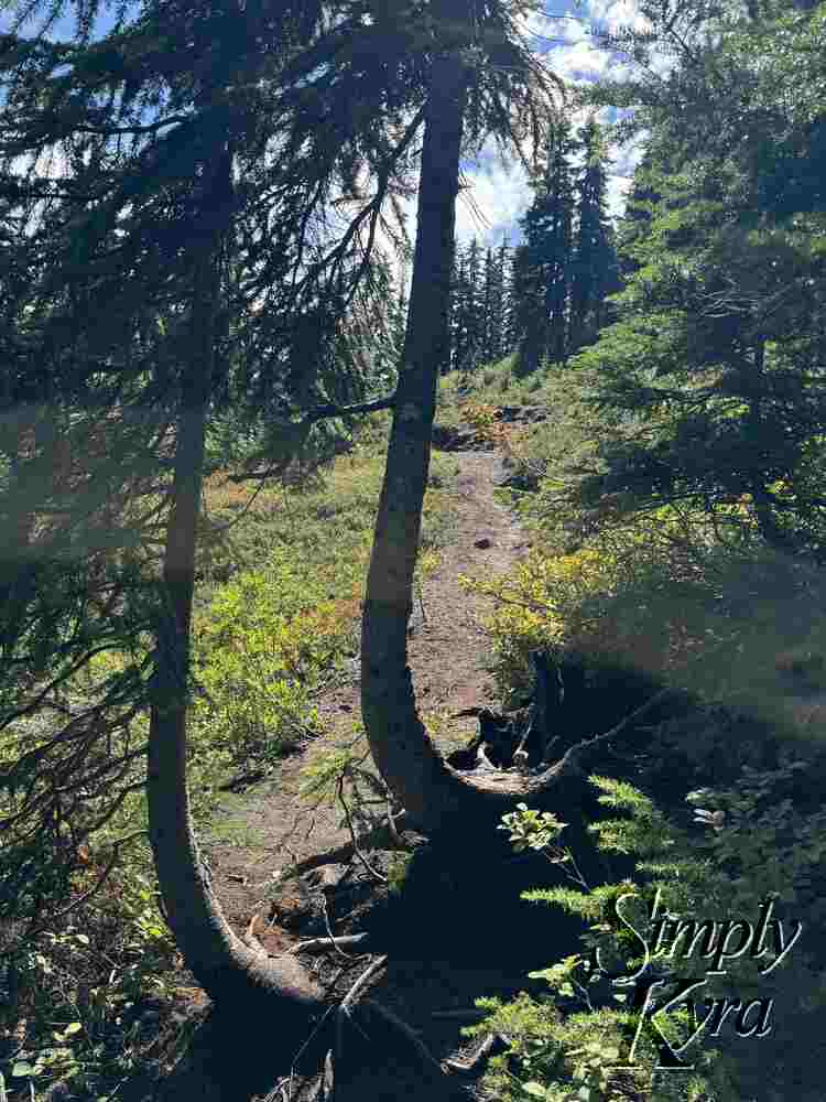 A section of curved trunks.