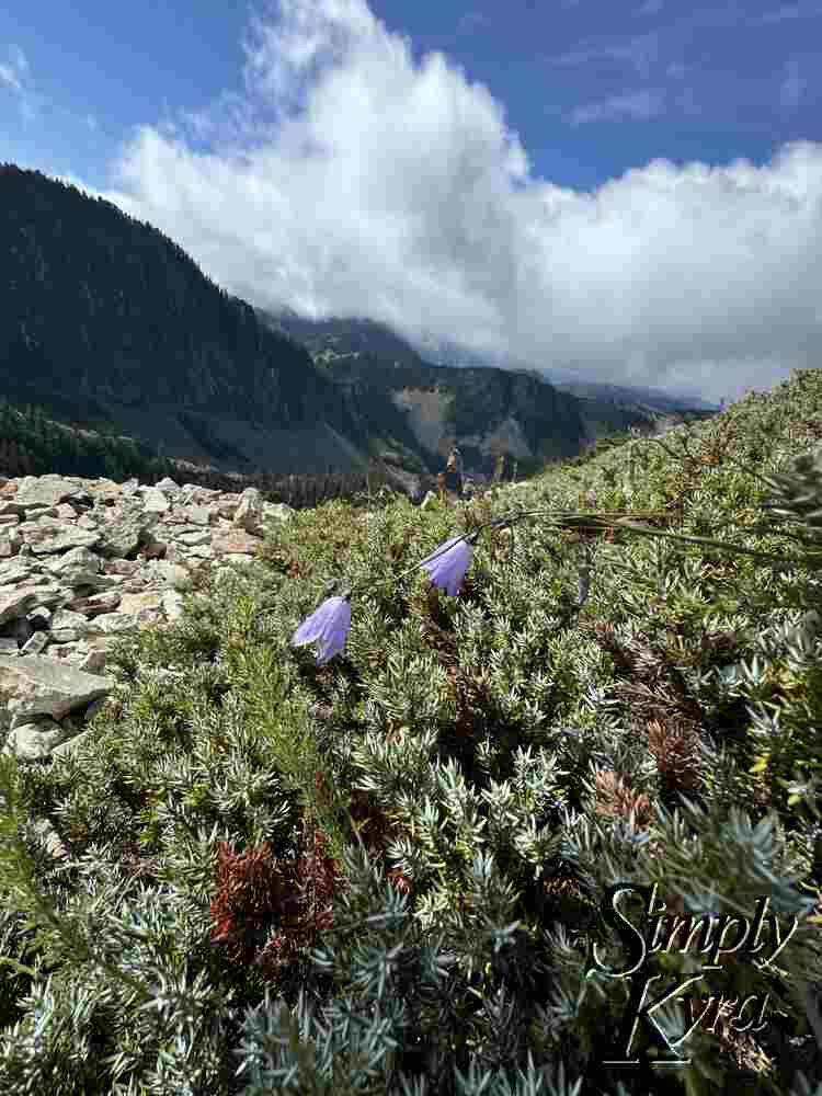 Found some flowers amidst the green and blues.