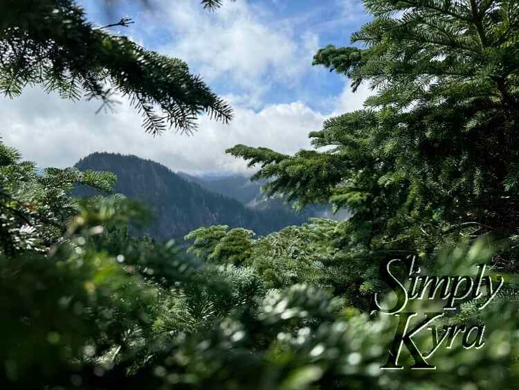 Loved the framing of the mountain inside the trees.