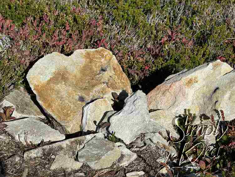 Berry stains on the rocks.
