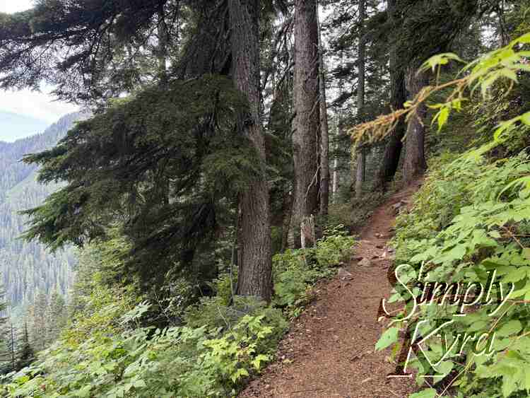 The trail amongst the trees!