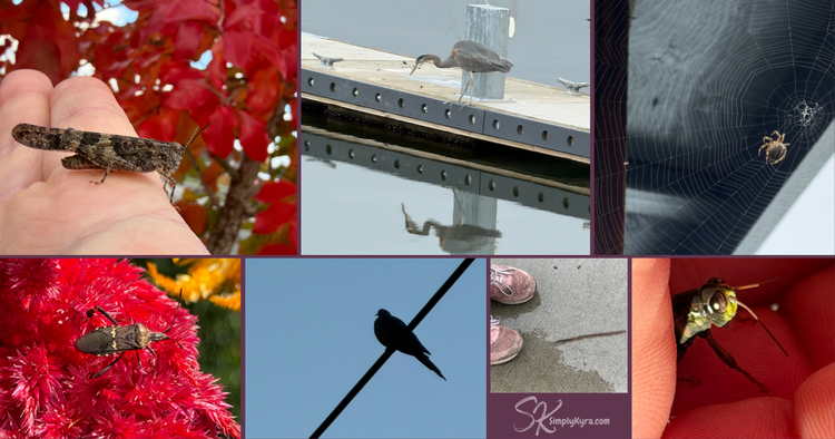 Collage of birds and bugs... grasshopper, spider, heron, and worm.