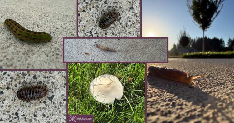 Collage of caterpillar, polly polly, slugs, and a mushroom.