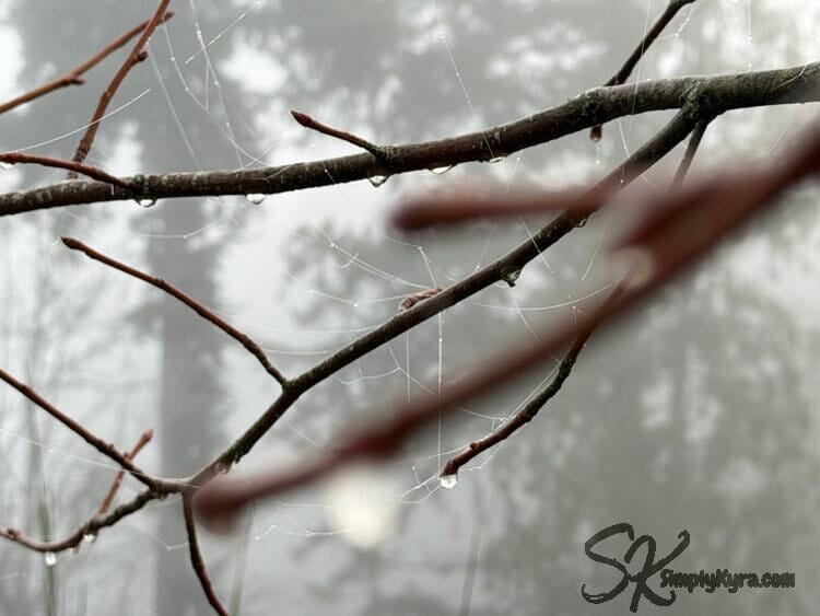 The foreground is blurred offering a mid-ground of focused spider webbing on branches with frozen dew drops. The background has fog hidden silhouettes of trees.