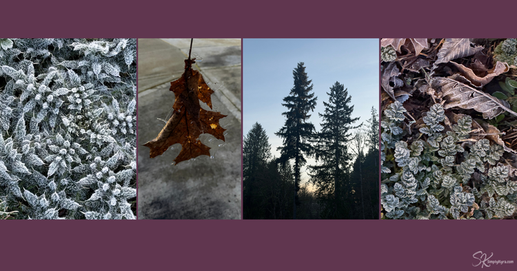 Collage of four images: frosted weed, ice encased leaf from a puddle, frosted sunrise, and leaves in weeds all frost tinged.