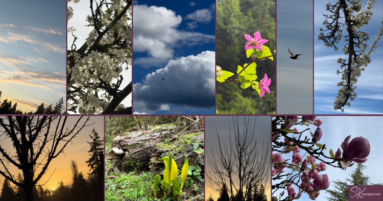Collage of sunrises, clouds, and blooms.Ten images in all.