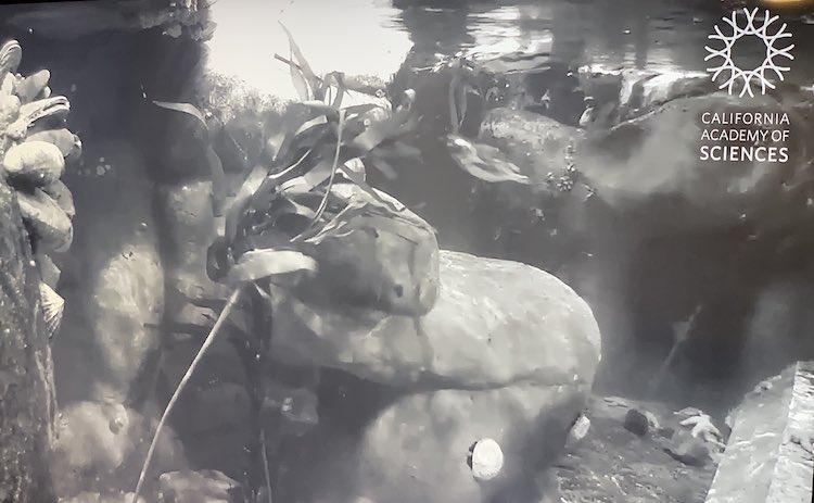 Ada prefers the underwater view. She loves the starfish at the bottom and you're surprised by the odd penguin swimming past.
